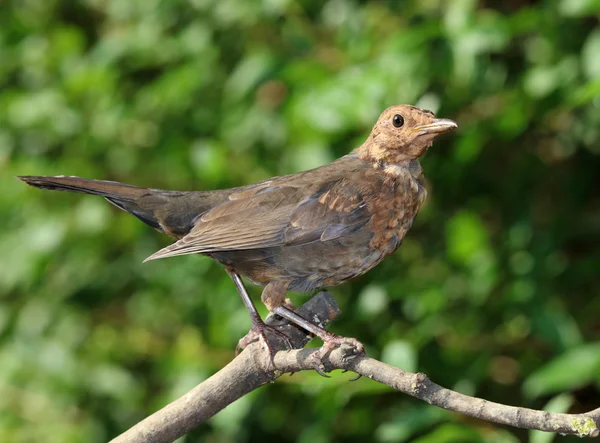 Close up of a young blackbird — Stock Photo, Image