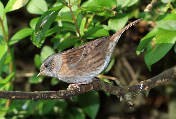 Fechar de um Dunnock — Fotografia de Stock