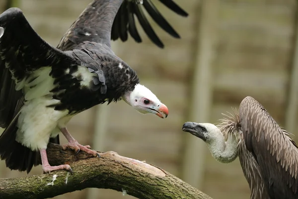 White Headed and Griffon Vulture — Stock Photo, Image