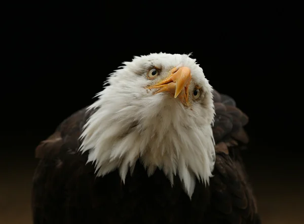 Primer plano de un águila calva — Foto de Stock
