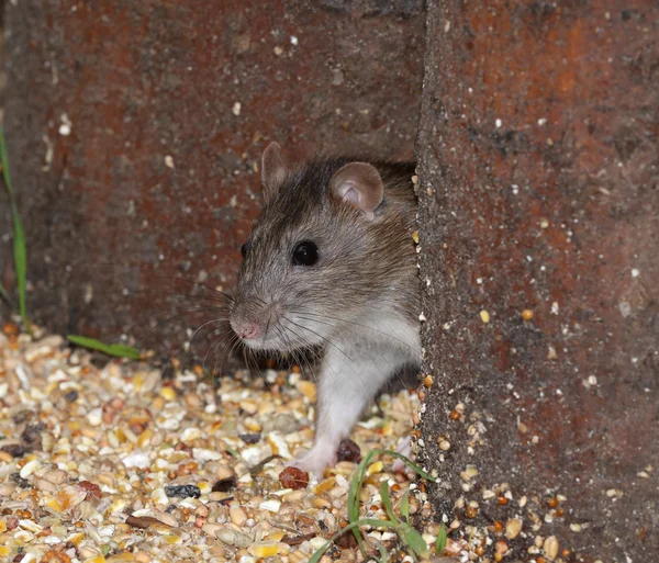 Bliska dzikiego szczura brown — Zdjęcie stockowe