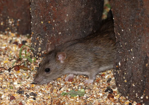 Close up de um rato marrom selvagem — Fotografia de Stock