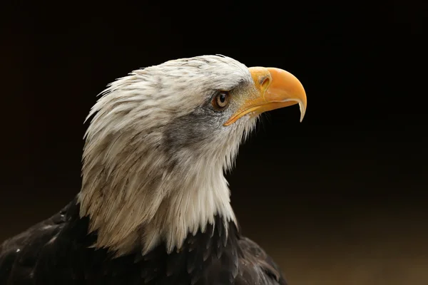 Perto de uma águia careca — Fotografia de Stock
