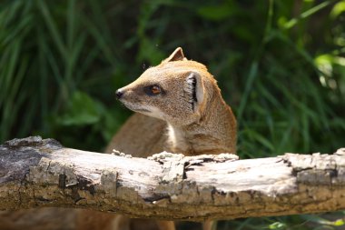 Sarı Firavun faresi