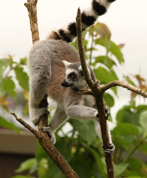 Lemur de cola de anillo — Foto de Stock