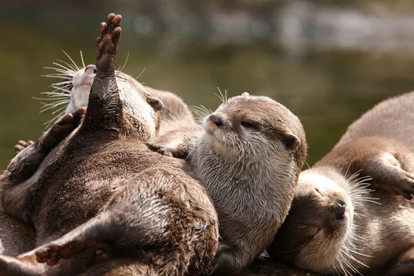 Oriental Short Clawed Otters — Stock Photo, Image