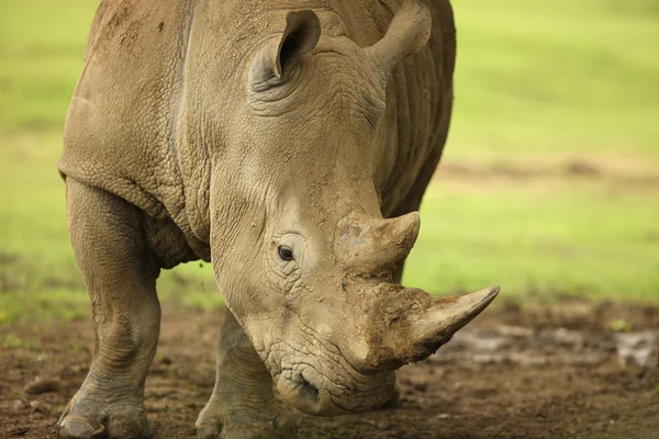 Witte neushoorn — Stockfoto