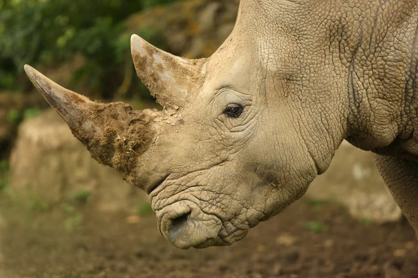 Witte neushoorn — Stockfoto