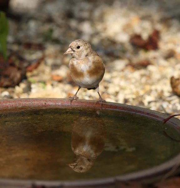 Goudvink — Stockfoto