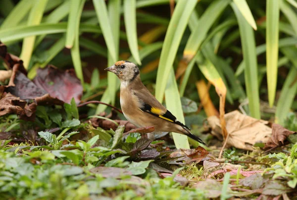 Unga goldfinch — Stockfoto