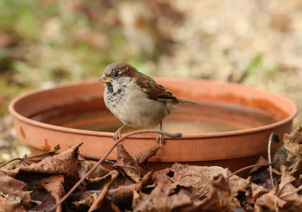 Young House Sparrow — Stock Photo, Image