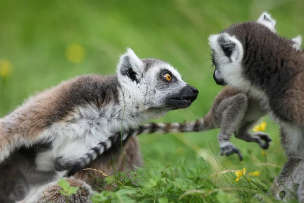 Anello coda famiglia Lemur — Foto Stock