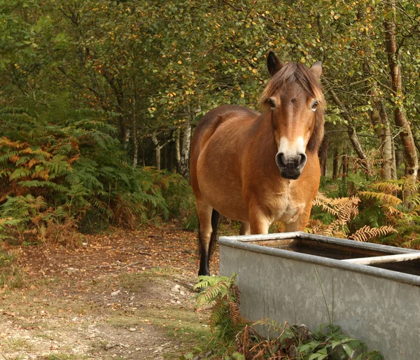 Pony Exmoor selvatici — Foto Stock