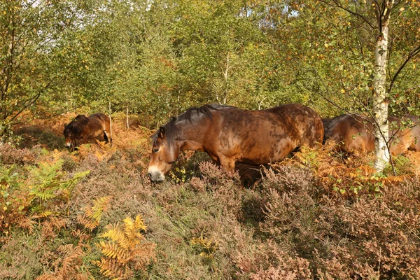 Póneis selvagens Exmoor — Fotografia de Stock