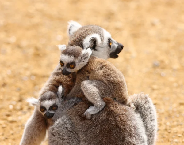 Lémuriens à queue d'anneau bébé — Photo