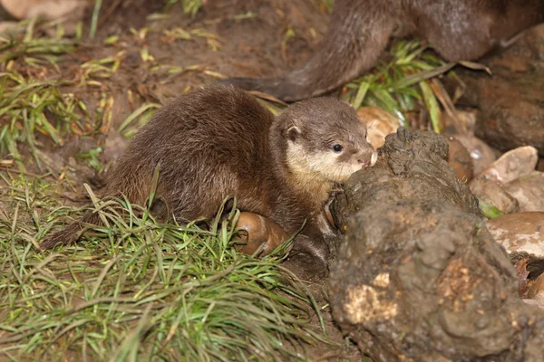 Jovem oriental curto Clawed Otter — Fotografia de Stock