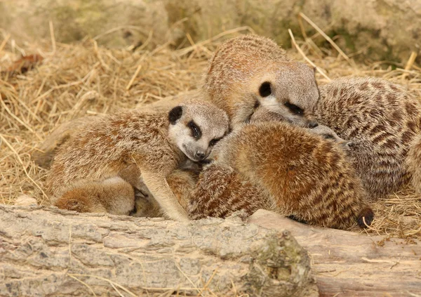 Jeunes suricates — Photo