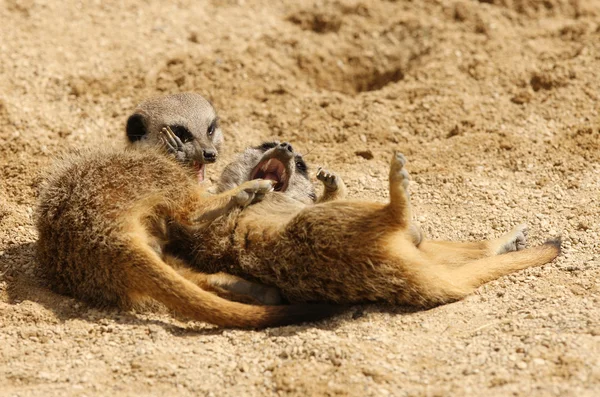 Jóvenes suricatas — Foto de Stock