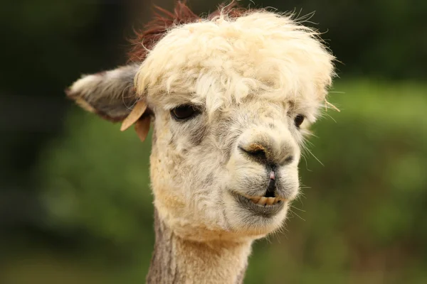 Alpaca — Fotografia de Stock