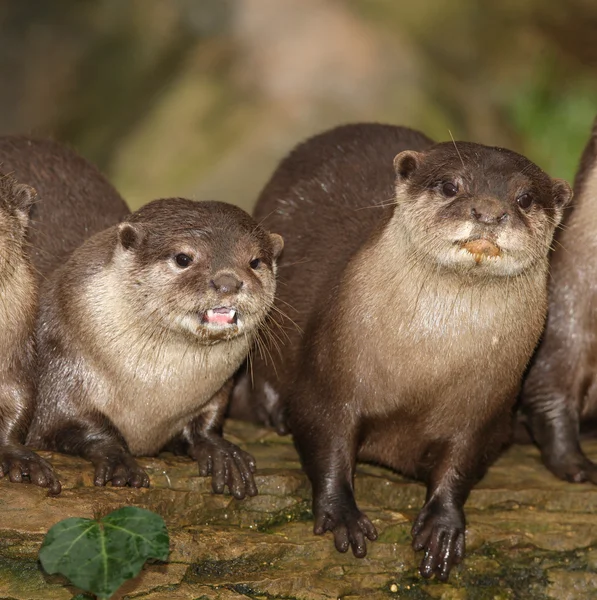 Oriental Short Clawed Otters — Stock Photo, Image