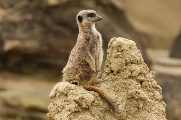 Meerkat 스톡 이미지