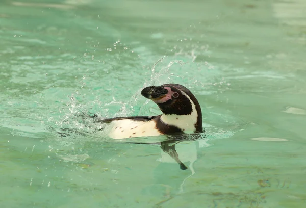 Pingwin humbolt — Zdjęcie stockowe