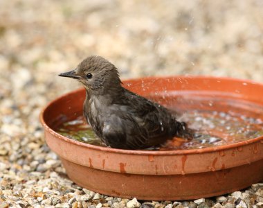 Genç Starling banyo