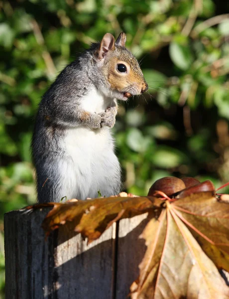 Grauhörnchen — Stockfoto