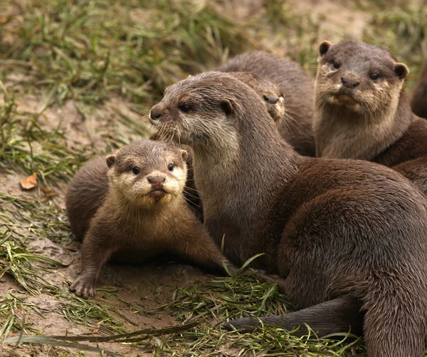 Oriental Short-Clawed Otters — Stock Photo, Image