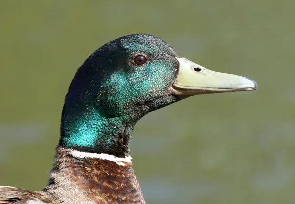 Pato-de-bico — Fotografia de Stock