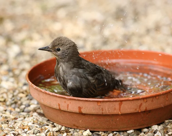 Genç Starling banyo — Stok fotoğraf