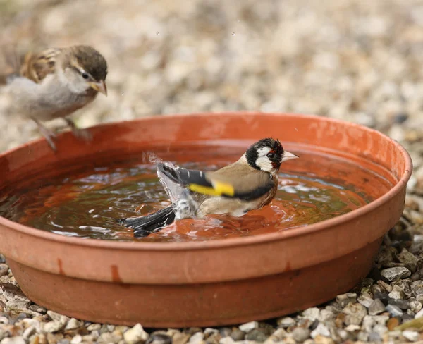 Goldfinch banho — Fotografia de Stock