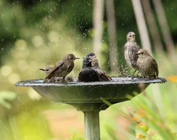 영 Starlings 입욕 — 스톡 사진