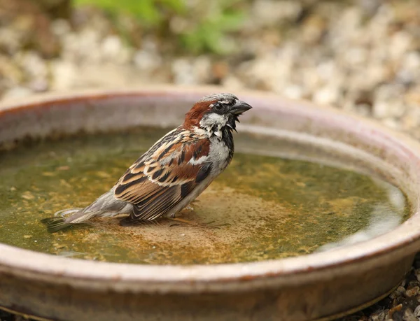 House Sparrow cooling down — Stock fotografie