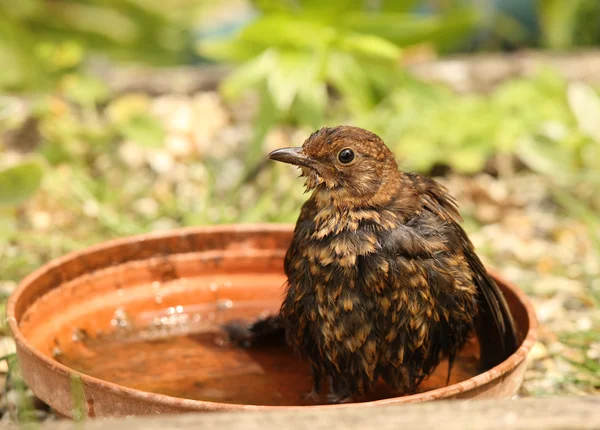 Heta kvinnliga Blackbird nedkylning — Stockfoto