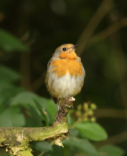 Robin... — Fotografia de Stock