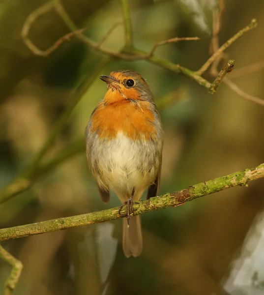 Robin van — Stockfoto