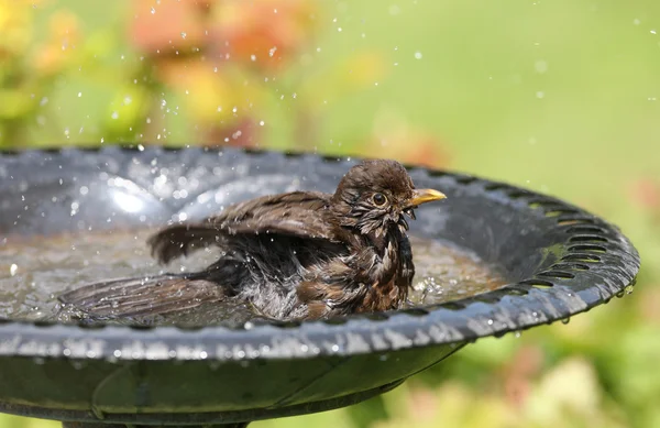 Caldo femmina blackbird raffreddamento giù Fotografia Stock