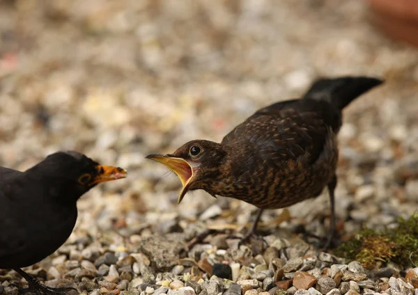 Bambino Blackbird tempo di alimentazione Fotografia Stock