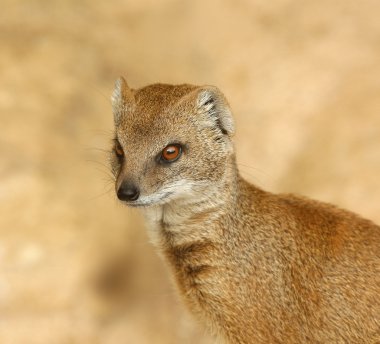 Sarı Firavun faresi