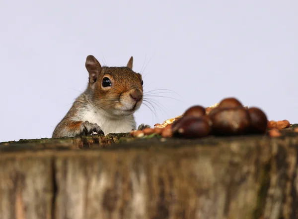 Grauhörnchen — Stockfoto