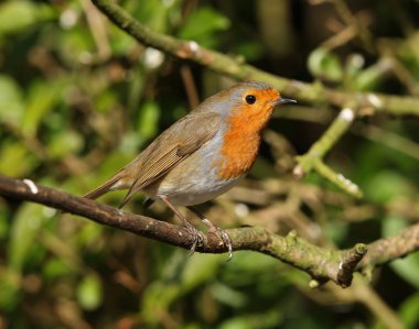 Robin