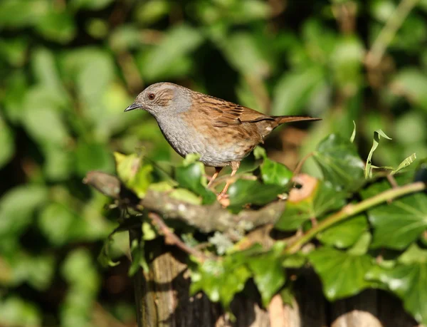 Prunella modularis — Foto Stock