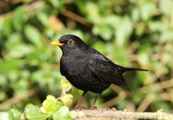 Mannelijke blackbird — Stockfoto