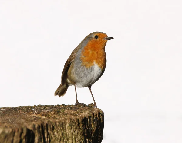 Robin... — Fotografia de Stock