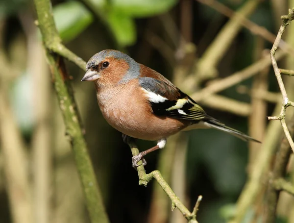 Чоловічий chaffinch — стокове фото