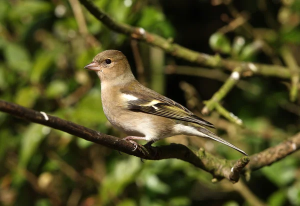 Chaffinch fêmea — Fotografia de Stock