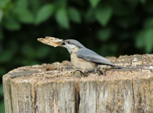 Nuthatch — Stock Photo, Image