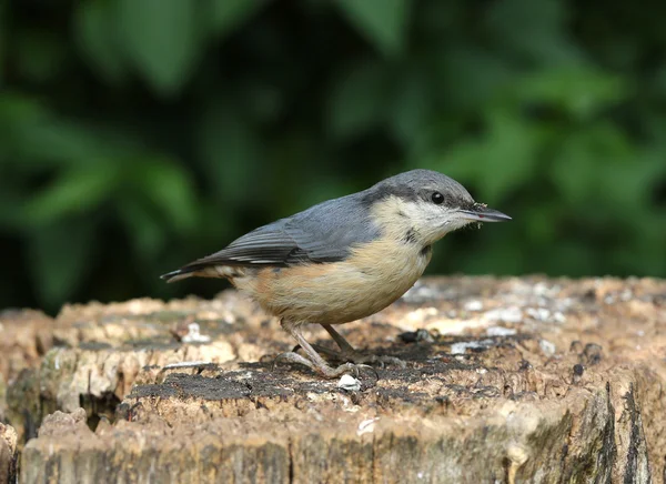 Nuthatch — Stock Photo, Image