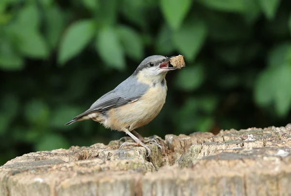 Nuthatch — Stock Photo, Image